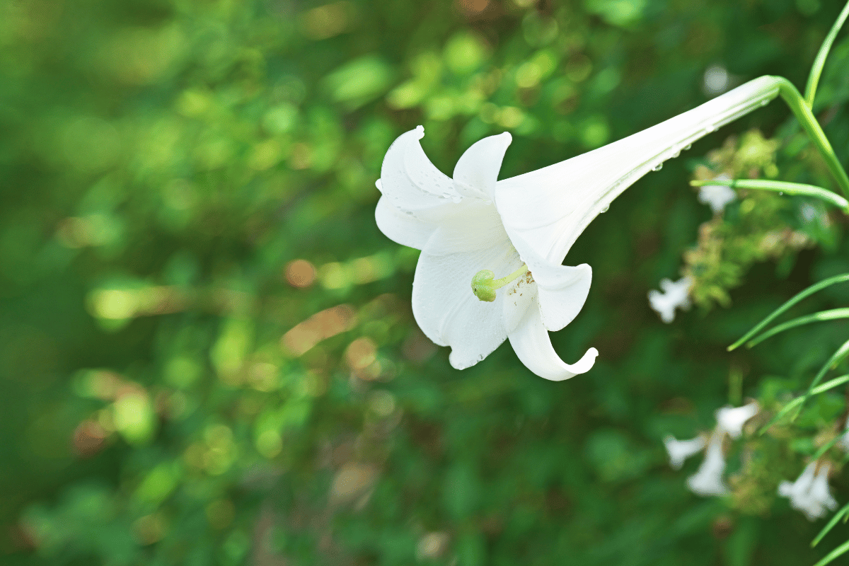 Lilium longiflorum.png